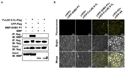 Strawberry Vein Banding Virus Movement Protein P1 Interacts With Light-Harvesting Complex II Type 1 Like of Fragaria vesca to Promote Viral Infection